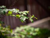 Porst ( Ebc X-fujinon) 50 mm f/1.2 - nuotraukos Nr. 3