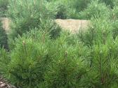 Parduodame pušis, ligustrus, liepas - nuotraukos Nr. 3