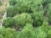 Parduodame pušis, ligustrus, liepas - nuotraukos Nr. 4