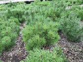 Parduodame pušis, ligustrus, liepas - nuotraukos Nr. 5