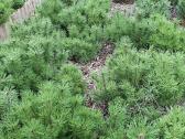Parduodame pušis, ligustrus, liepas - nuotraukos Nr. 6