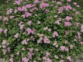 Parduodame pušis, ligustrus, liepas - nuotraukos Nr. 10