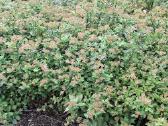 Parduodame pušis, ligustrus, liepas - nuotraukos Nr. 11