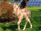 2026 m. sezono poni kumelaitė Konfeti Dolce Vita - nuotraukos Nr. 3
