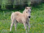 2026 m. sezono poni kumelaitė Konfeti Dolce Vita - nuotraukos Nr. 12