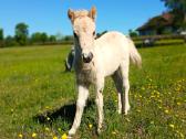 2026 m. sezono poni kumelaitė Konfeti Dolce Vita - nuotraukos Nr. 13