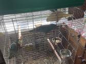 Parduodamos papugos - nuotraukos Nr. 3