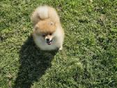 Pomeranijos nykštukinių špicai Boo - nuotraukos Nr. 8