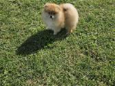 Pomeranijos nykštukinių špicai Boo - nuotraukos Nr. 9