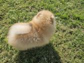 Pomeranijos nykštukinių špicai Boo - nuotraukos Nr. 7