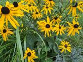 Rudbekija - nuotraukos Nr. 2