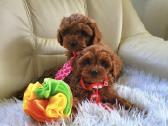 Cavapoo šuniukai - nuotraukos Nr. 2