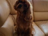 Cavapoo šuniukai - nuotraukos Nr. 4