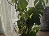 Monstera variegata - nuotraukos Nr. 2