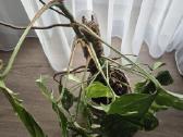 Monstera variegata - nuotraukos Nr. 3