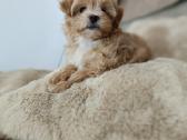 Maltipoo mergytės - nuotraukos Nr. 3