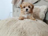 Maltipoo mergytės - nuotraukos Nr. 4