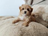 Maltipoo mergytės - nuotraukos Nr. 5
