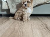 Maltipoo mergytės - nuotraukos Nr. 6