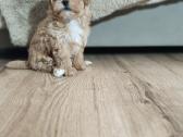 Maltipoo mergytės - nuotraukos Nr. 7