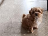 Maltipoo mergytės - nuotraukos Nr. 8