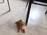 Maltipoo mergytės - nuotraukos Nr. 9