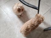 Maltipoo mergytės - nuotraukos Nr. 10