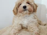 Maltipoo mergytės - nuotraukos Nr. 11