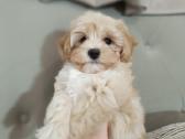 Maltipoo mergytės - nuotraukos Nr. 12