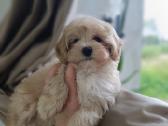 Maltipoo mergytės - nuotraukos Nr. 13