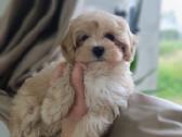 Maltipoo mergytės - nuotraukos Nr. 14
