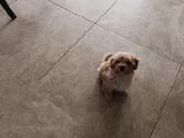 Maltipoo mergytės - nuotraukos Nr. 15