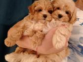 Maltipoo mergytės - nuotraukos Nr. 2
