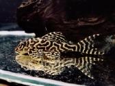 Hypancistrus - nuotraukos Nr. 4