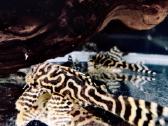 Hypancistrus - nuotraukos Nr. 9