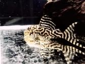 Hypancistrus - nuotraukos Nr. 15