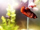 Betta //Plakat - nuotraukos Nr. 7
