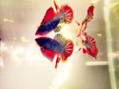 Betta //Plakat - nuotraukos Nr. 8