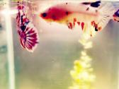 Betta //Plakat - nuotraukos Nr. 15