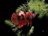 Betta //Plakat - nuotraukos Nr. 30