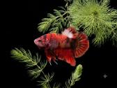 Betta //Plakat - nuotraukos Nr. 31