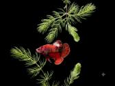 Betta //Plakat - nuotraukos Nr. 32