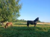 Kumelė su kumeliuku - nuotraukos Nr. 2
