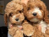 F1 Cockapoo - nuotraukos Nr. 10