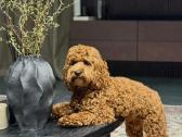 F1 Cockapoo - nuotraukos Nr. 11