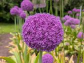 Dekoratyvinis česnakas (Lot. Allium "Ambassador") - nuotraukos Nr. 2