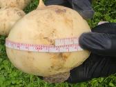 Dekoratyvinis česnakas (Lot. Allium "Ambassador") - nuotraukos Nr. 3