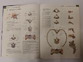 Thieme Atlas of Anatomy - nuotraukos Nr. 2