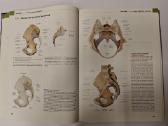 Thieme Atlas of Anatomy - nuotraukos Nr. 3