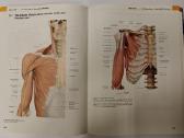 Thieme Atlas of Anatomy - nuotraukos Nr. 4